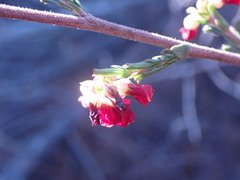 Hermannia joubertiana