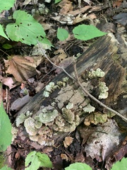 Stereum subtomentosum