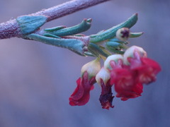 Hermannia joubertiana