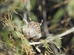 Carpodacus sibiricus