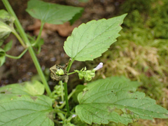 Scutellaria lateriflora