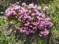 Rhodothamnus chamaecistus