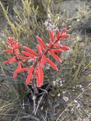 Gonialoe variegata