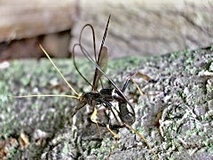 Megarhyssa atrata