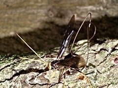 Megarhyssa atrata
