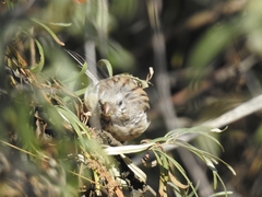 Carpodacus sibiricus