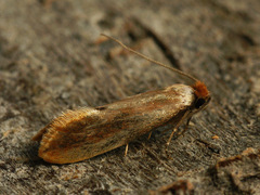 Tinea semifulvella