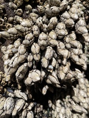 Pollicipes polymerus