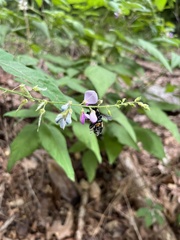 Desmodium perplexum
