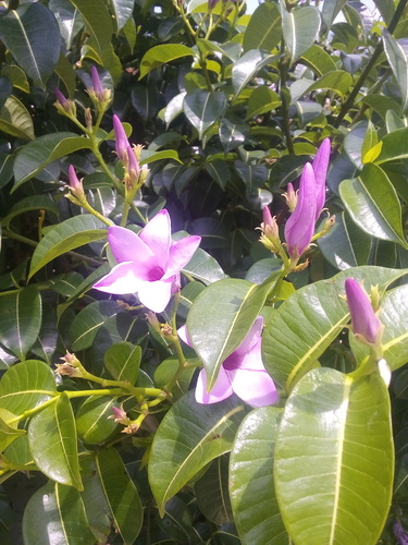 Cryptostegia grandiflora