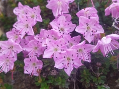 Rhodothamnus chamaecistus