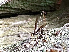 Megarhyssa atrata