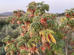 Melianthus comosus