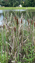 Typha