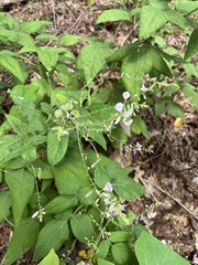 Desmodium perplexum