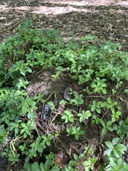 Pachysandra terminalis