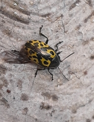 Zygogramma signatipennis
