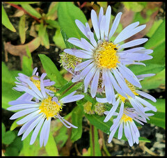 Symphyotrichum subspicatum