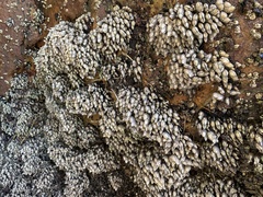 Pollicipes polymerus