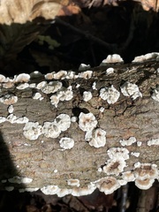 Stereum gausapatum