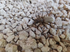 Susuacanga stigmatica