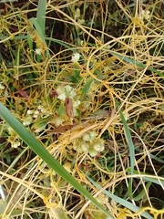 Cuscuta campestris