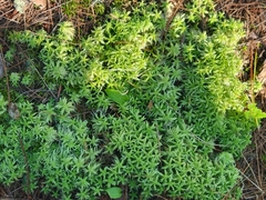 Sphagnum squarrosum