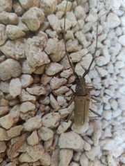 Susuacanga stigmatica