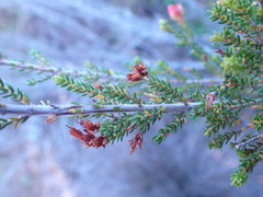 Erica discolor