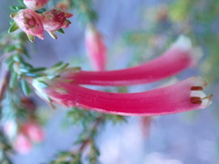 Erica discolor