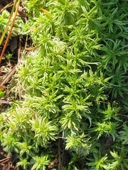 Sphagnum squarrosum