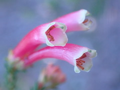 Erica discolor