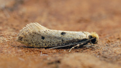 Tinea trinotella
