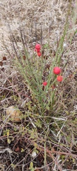 Osyris alba