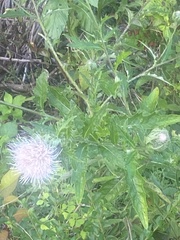 Cirsium altissimum