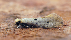 Tinea trinotella