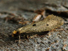 Tinea trinotella