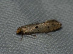 Tinea trinotella