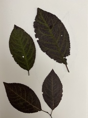 Prunus