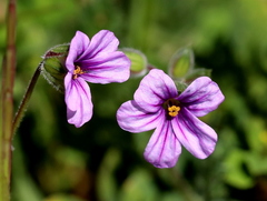 Erodium botrys