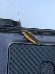 Heteroptera