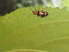 Malacorhinus dilaticornis