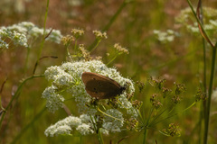 Aphantopus hyperantus