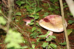 Russula sanguinea