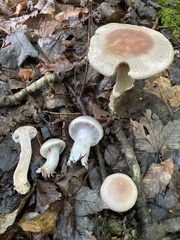 Cortinarius