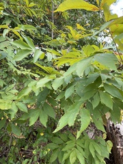 Carya pallida