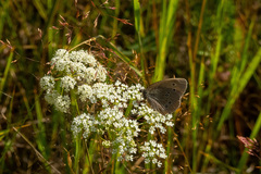 Aphantopus hyperantus