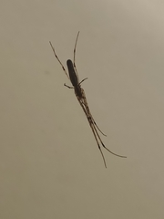 Tetragnatha extensa