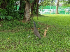 Gorsachius melanolophus