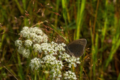 Aphantopus hyperantus